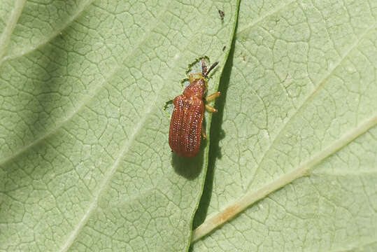 Image de Baliosus ferrugineus Staines 2006