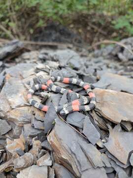 Image de Micrurus dissoleucus dissoleucus (Cope 1860)