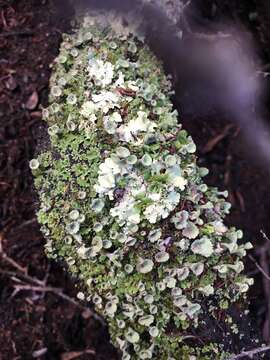 Image of Asahina's cup lichen