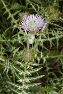 Image de Galactites tomentosa Moench