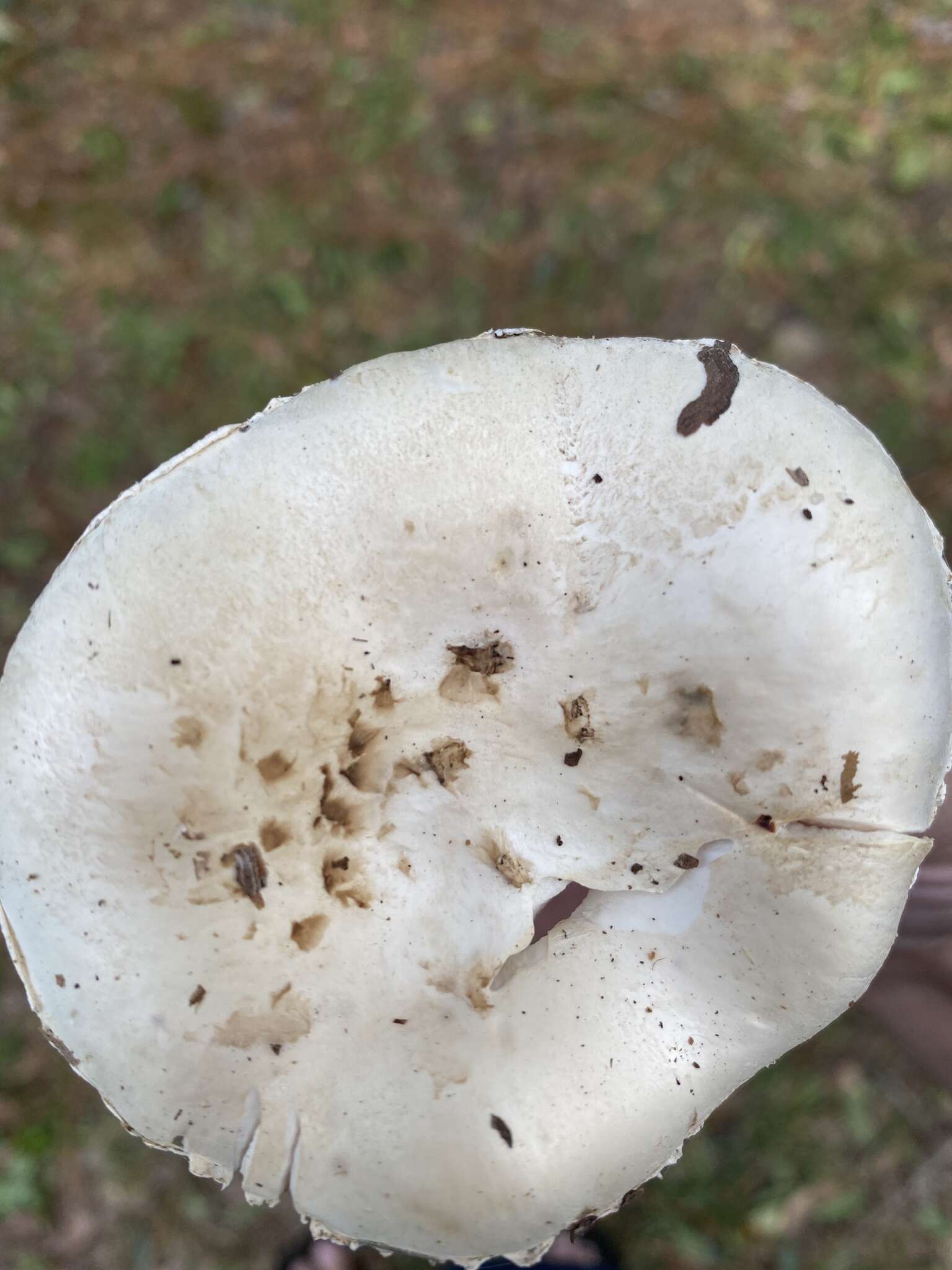 Image of Amanita mutabilis Beardslee 1919