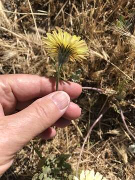 Image de Malacothrix californica DC.