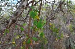 Image of Purple-pod cluster-leaf