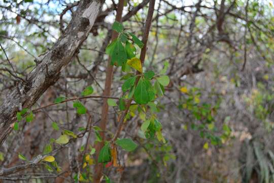 Imagem de Terminalia prunioides M. Laws.