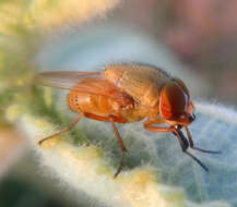 Stomorhina pallida Malloch 1927 resmi