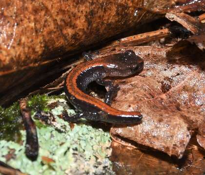 Image of Big Levels Salamander