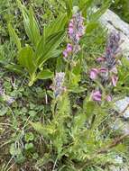 Image of Pedicularis rostratospicata subsp. helvetica (Steininger) O. Schwarz