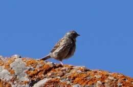 Image of Altai Accentor