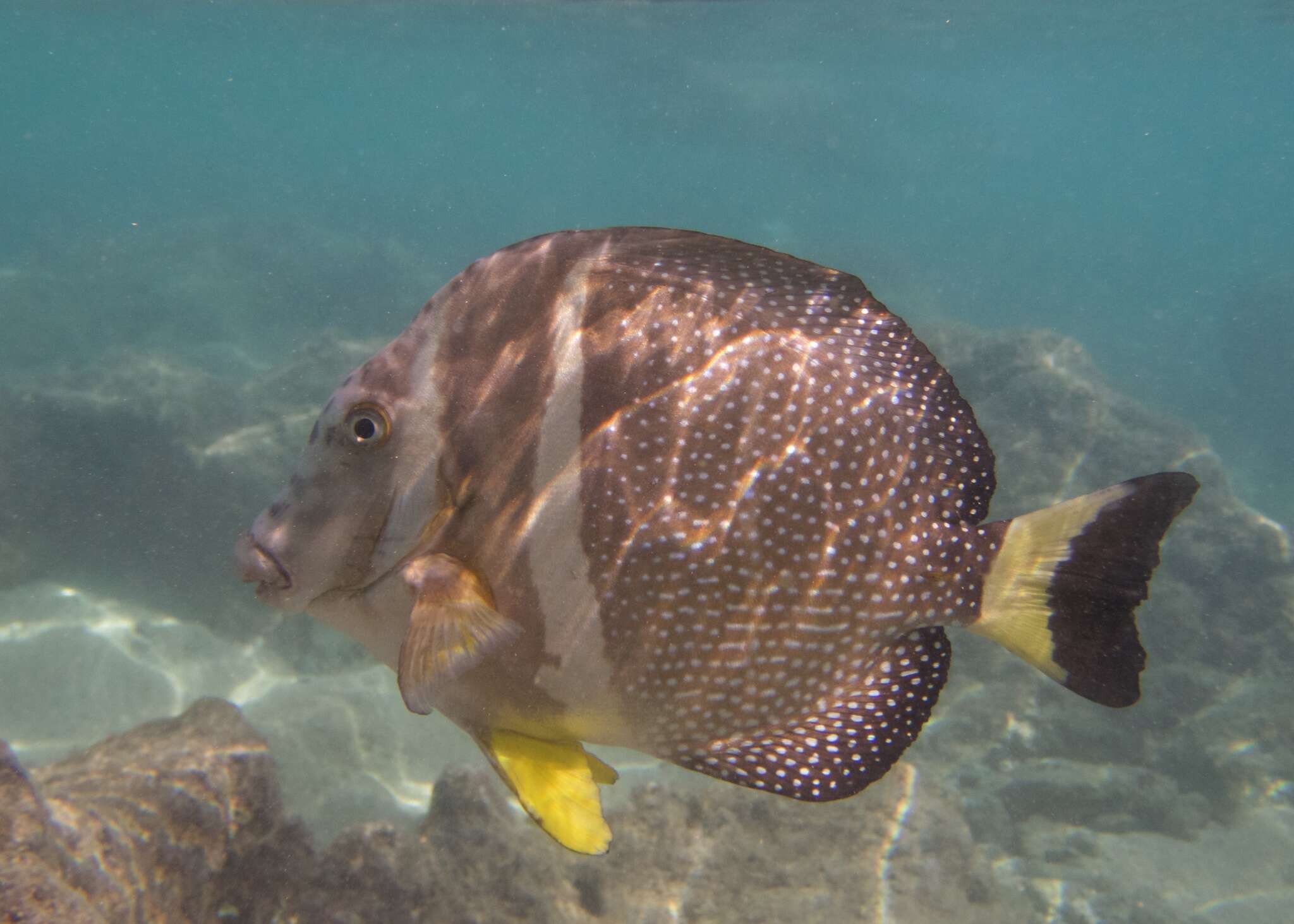 Image of Mustard Surgeonfish