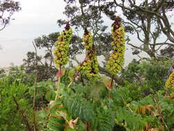 Image de Melianthus major L.