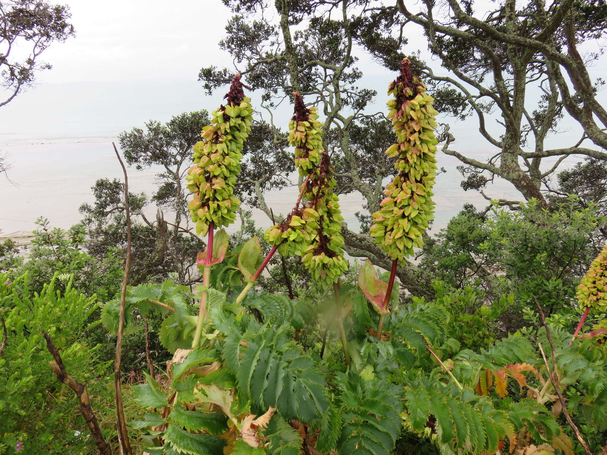 Image de Melianthus major L.