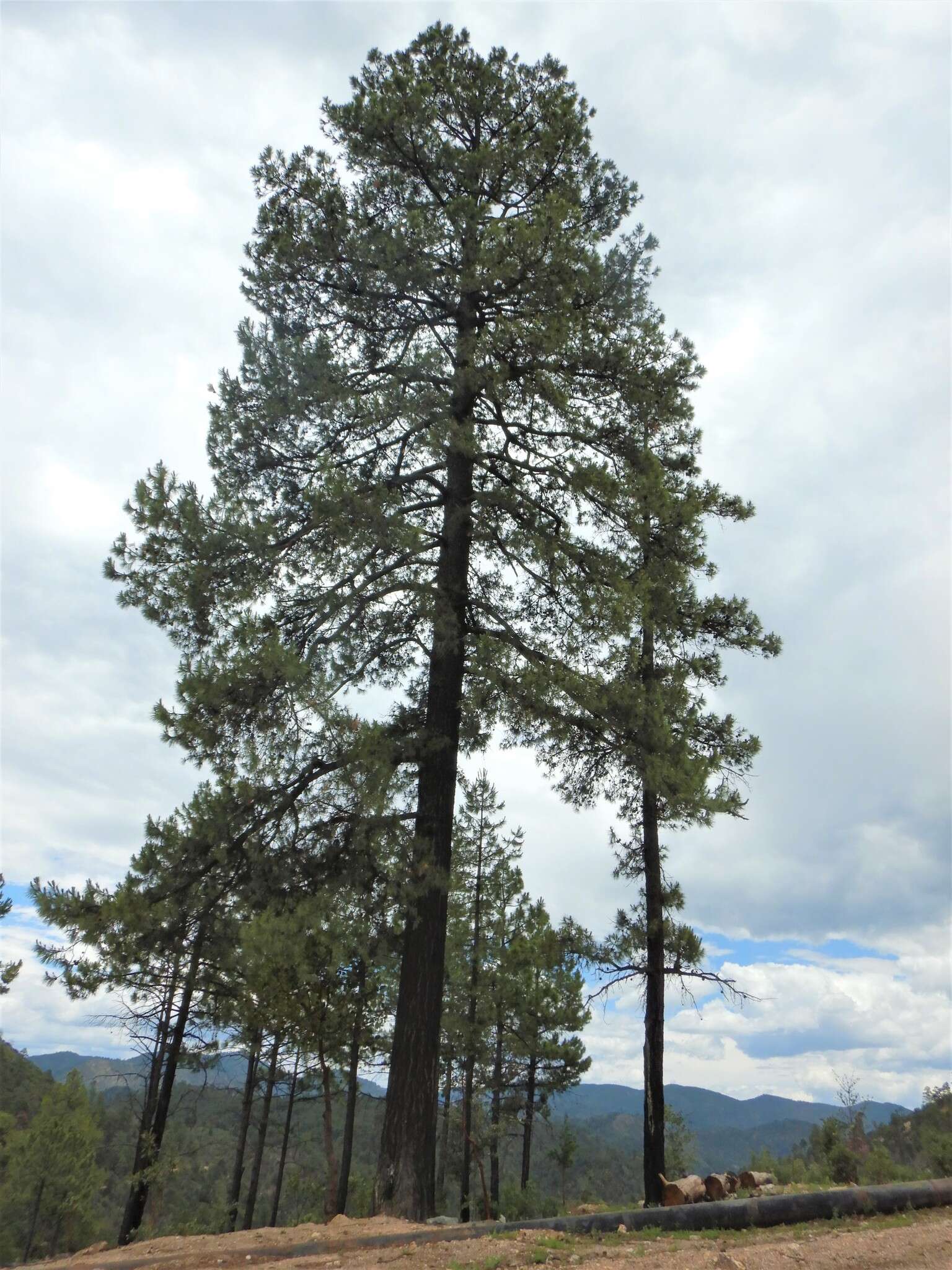 Image of Pinus leiophylla var. leiophylla