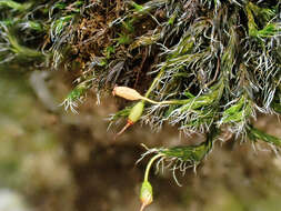 Image of grimmia dry rock moss