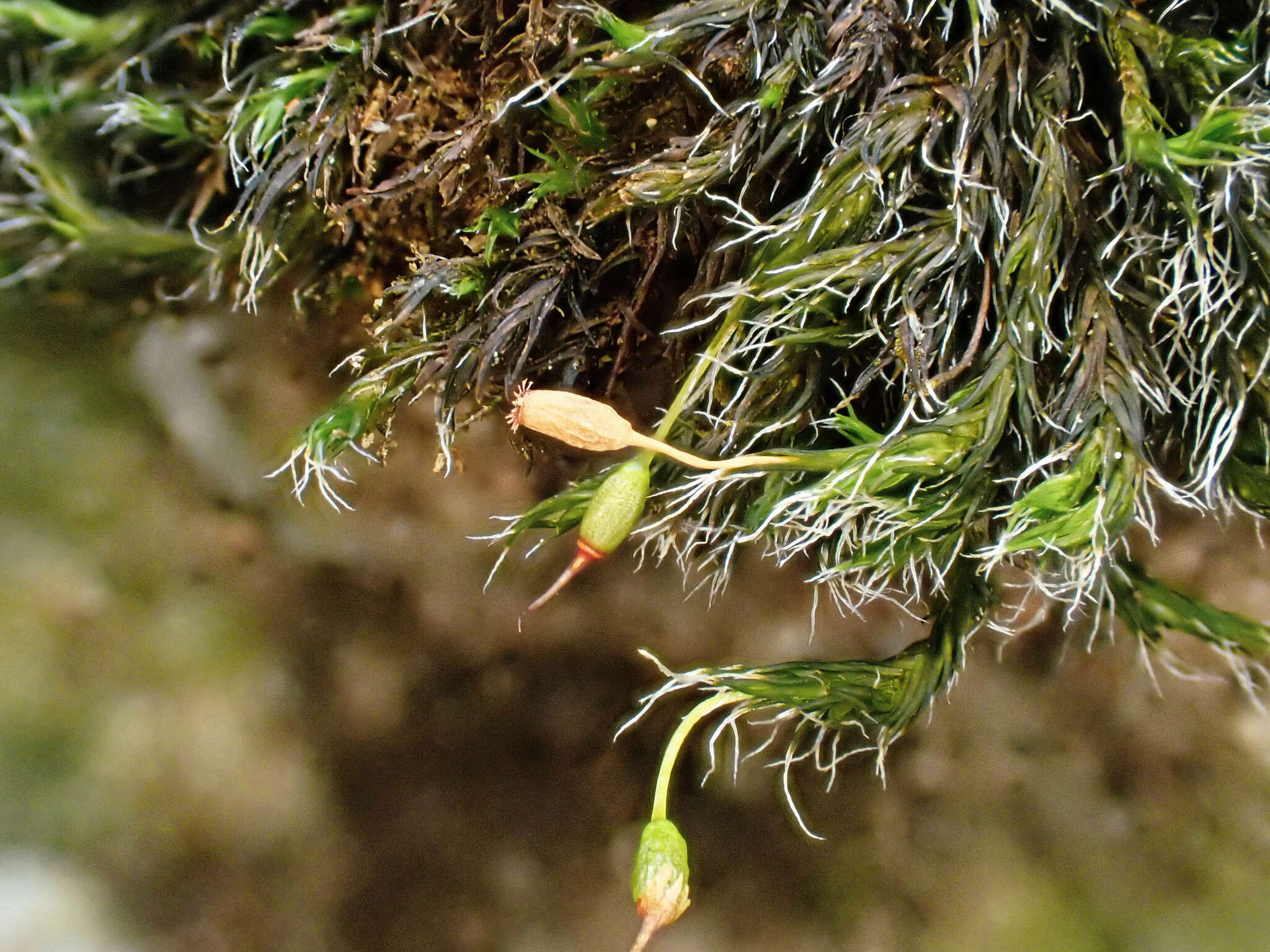 Image of grimmia dry rock moss