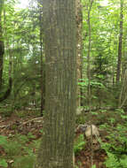 Image of Striped Maple