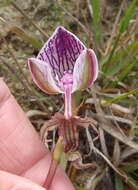 Disa spathulata subsp. tripartita (Lindl.) H. P. Linder resmi