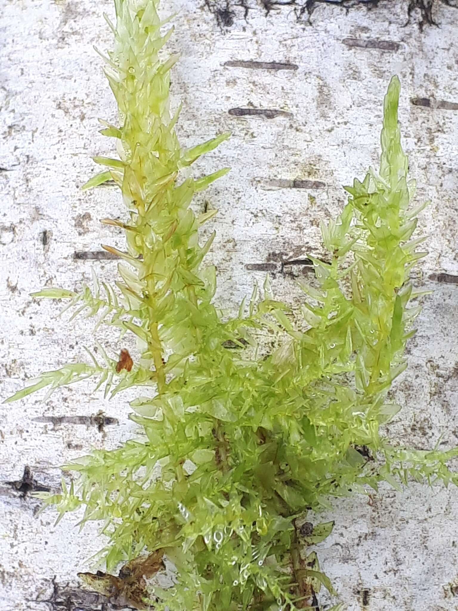 Image of calliergon moss