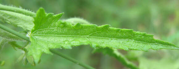 Image of Plukenetia africana Sond.