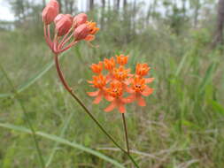 Image of fewflower milkweed