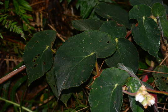 Image of Begonia scharffii Hook. fil.