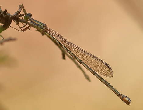 Image of Rhadinosticta simplex (Martin 1901)