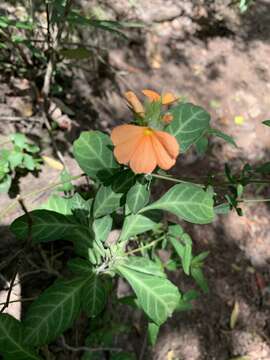 Imagem de Crossandra fruticulosa Lindau