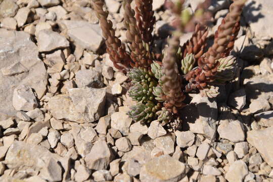 Image of Petrosedum ochroleucum (Chaix) Niederle