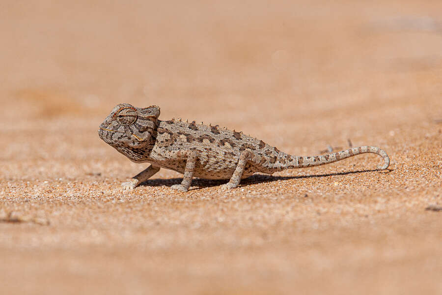 Image of Desert Chameleon