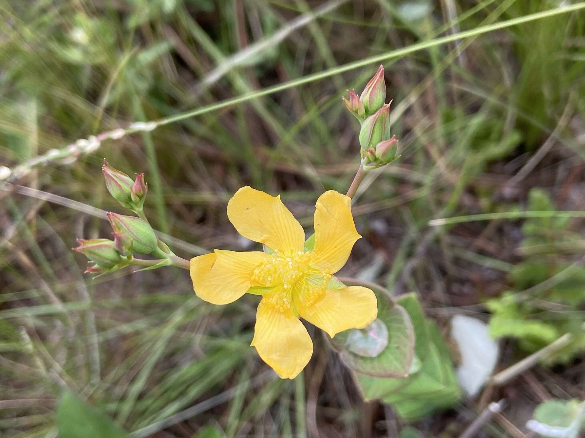 Image of Hypericum connatum Lam.