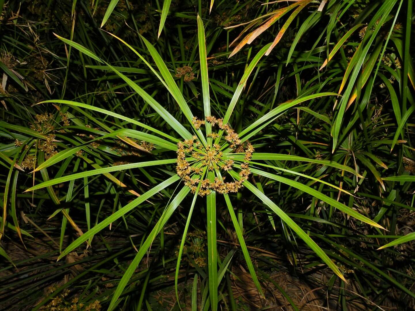 Image of Cyperus alternifolius subsp. flabelliformis Kük.