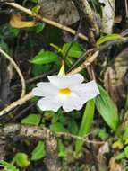 Image de Mandevilla boliviensis (Hook. fil.) R. E. Woodson