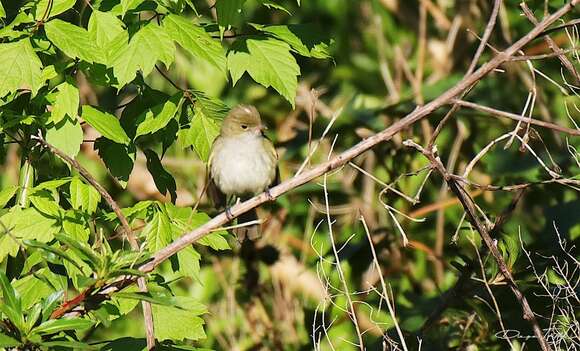 Image of Small-billed Elaenia