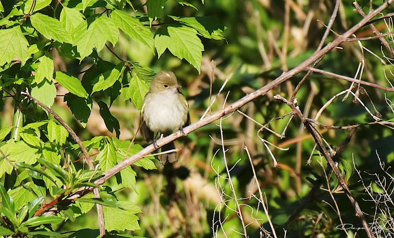 Imagem de Elaenia parvirostris Pelzeln 1868