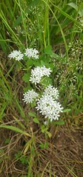 Image of Nuttall's cornsalad