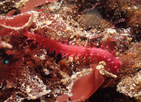Image of Micronereis nanaimoensis Berkeley & Berkeley 1953