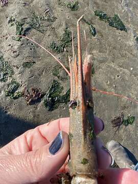 Image of California Spot Prawn