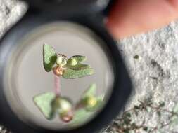 Image of Wedge spurge