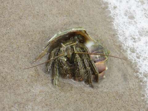 Image of Thinstripe Hermit Crab