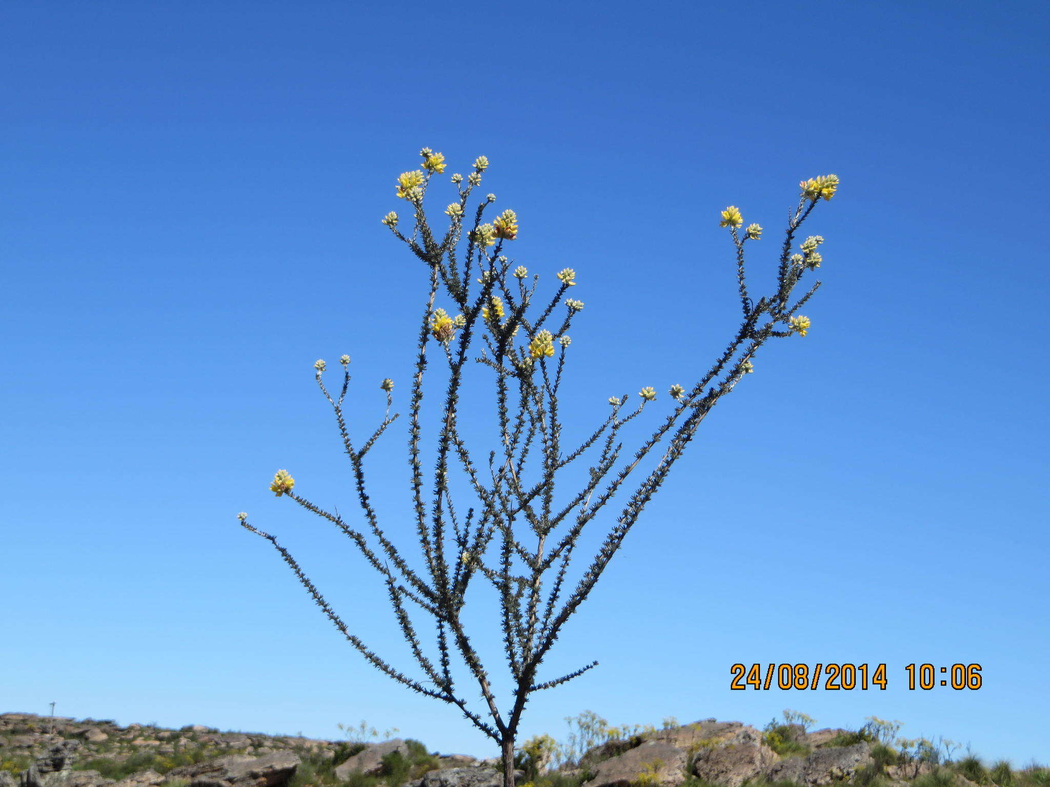 Image of Aspalathus altissima R. Dahlgren