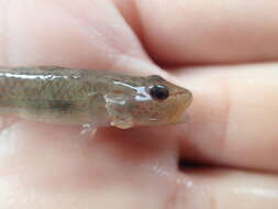 صورة Rhinogobius rubromaculatus Lee & Chang 1996