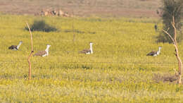 Image of Great Indian Bustard