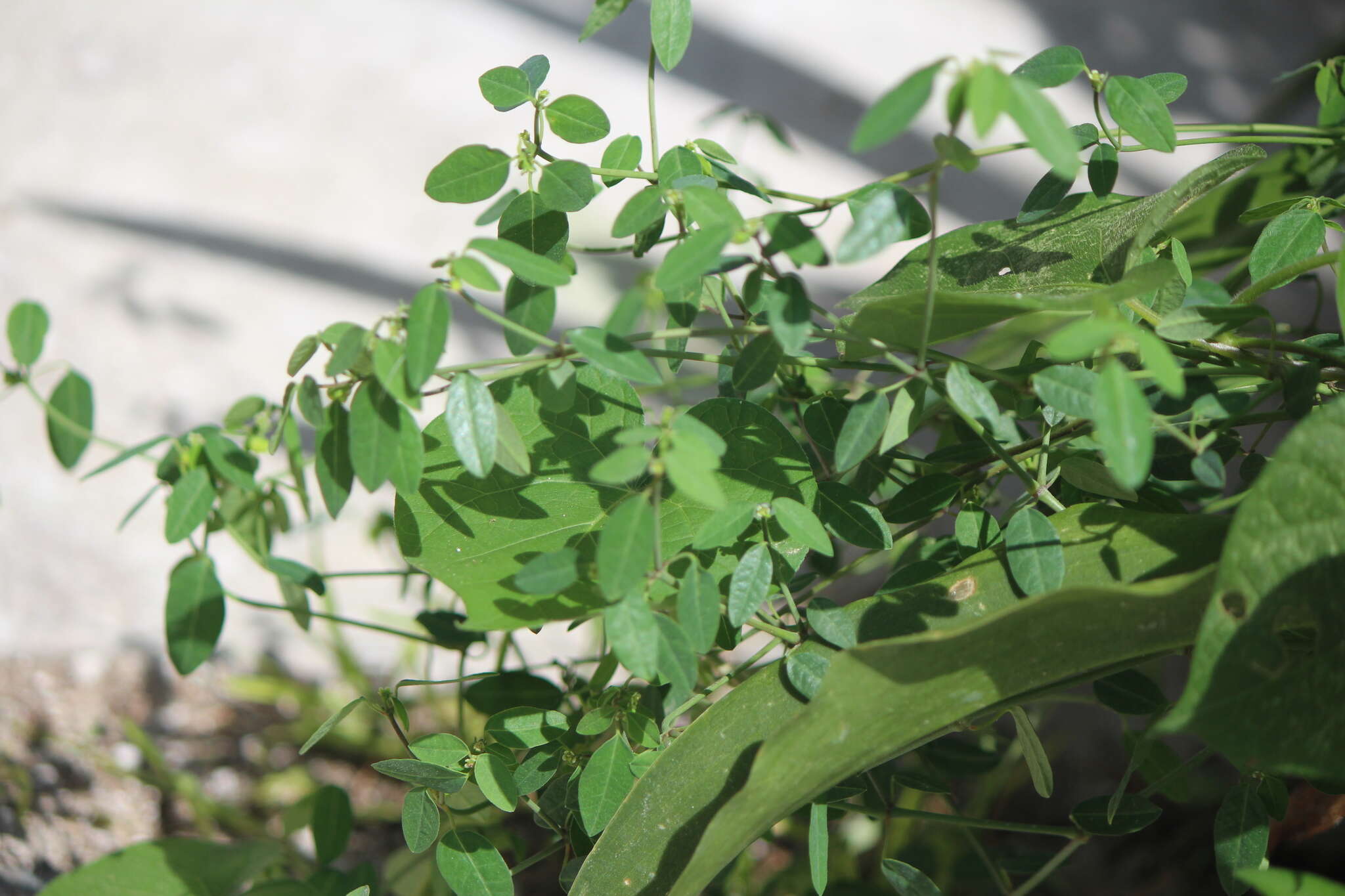 Image of Huachuca Mountain spurge