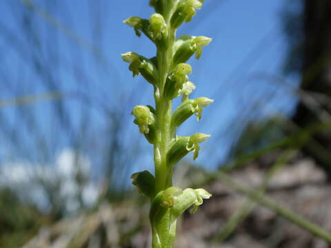 Image of Mignonette orchid