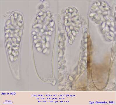 Imagem de Thelebolus crustaceus (Fuckel) Kimbr. 1967