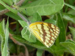 Image of Colotis vesta (Reiche (1850))