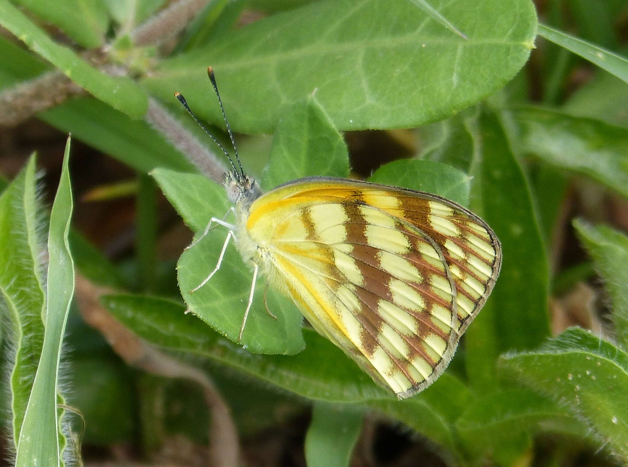 Слика од Colotis vesta (Reiche (1850))