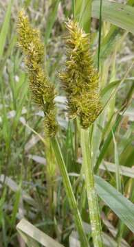 Imagem de Carex stipata var. stipata