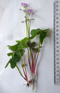 Image of broadleaf woodsorrel