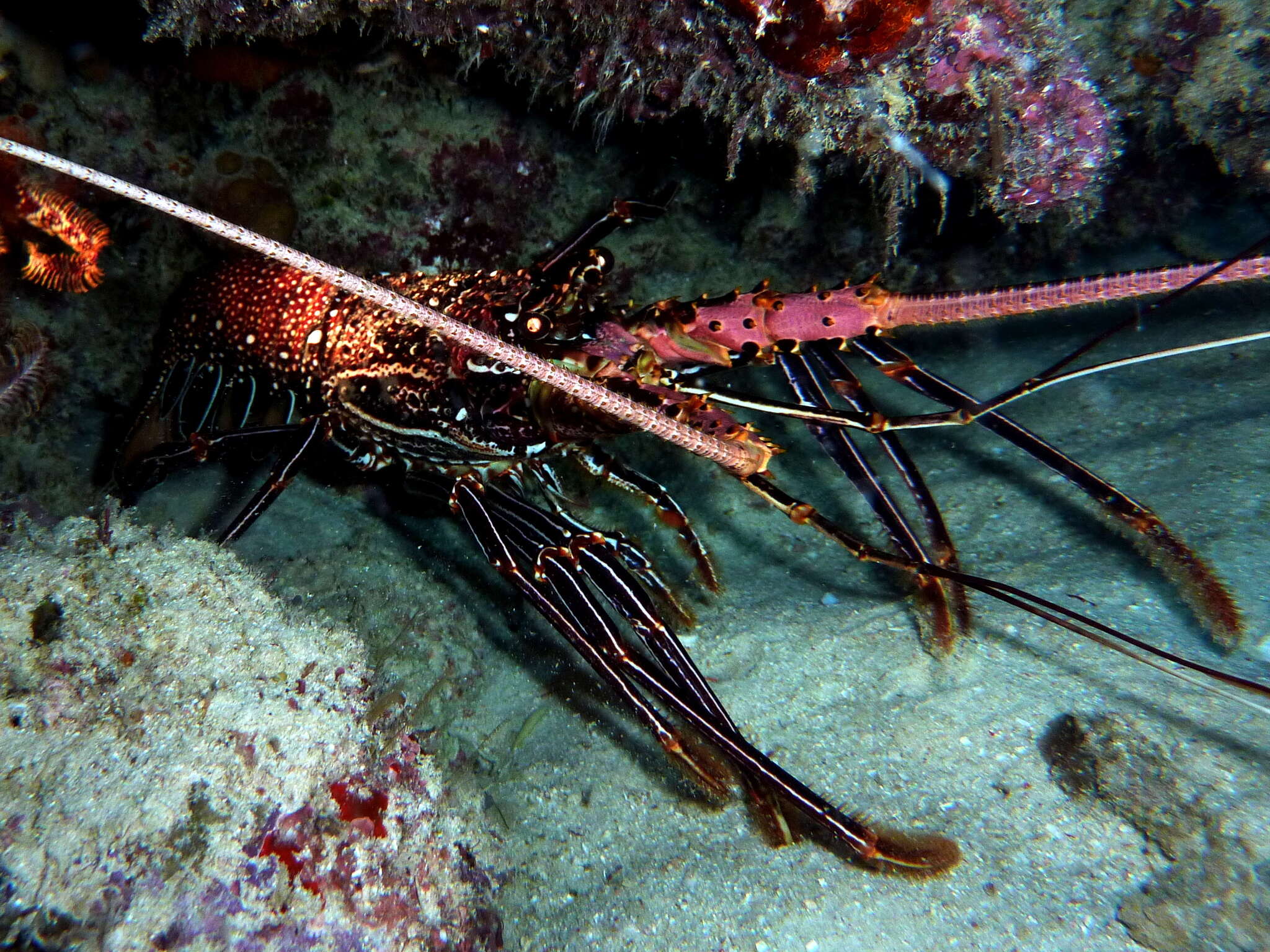 Image of Stripe-leg spiny lobster