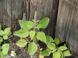 Imagem de Amaranthus viridis L.